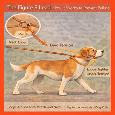 How a Figure 8 Lead Works | Dog Walking & Pulling