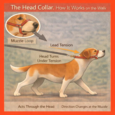 How Does a Head Collar Work?