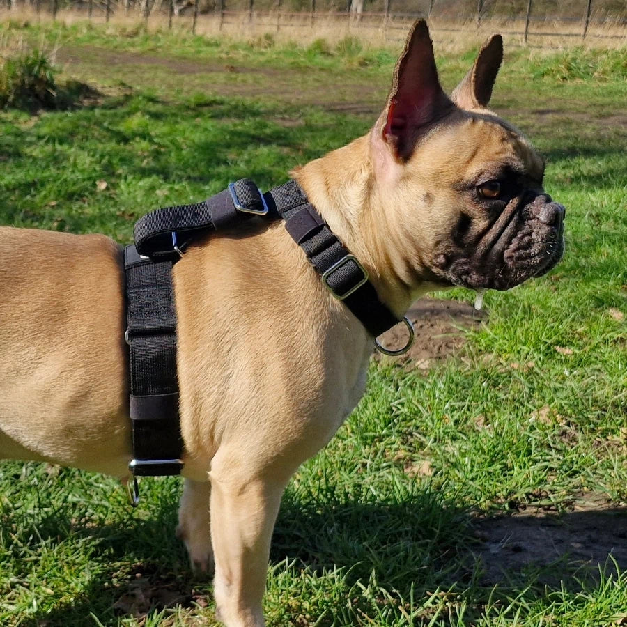 French Bulldog wearing the S-K9 ChestCollar standing on grass outdoors near a fence.