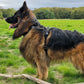 German Shepherd wearing the S-K9 ChestCollar standing in a grassy field with woodland in the background.