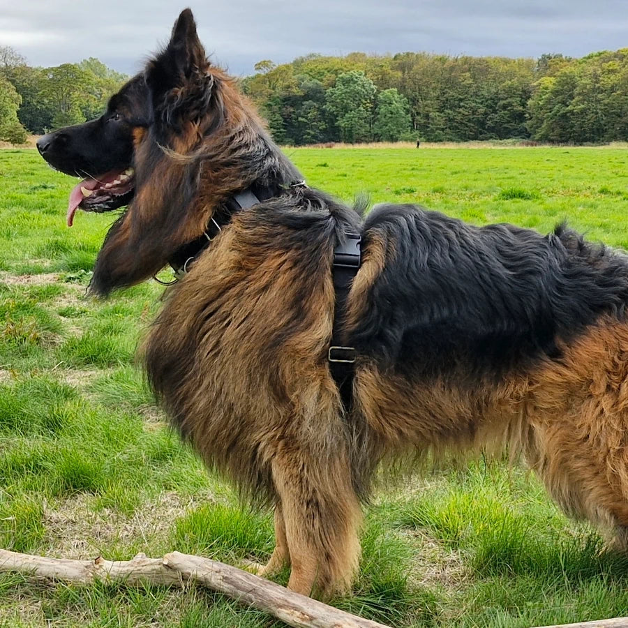 German Shepherd wearing the S-K9 ChestCollar standing in a grassy field with woodland in the background.