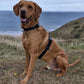 red fox labrador wearing the S-K9 ChestCollar sitting on coastal grass with the sea and cloudy sky behind.