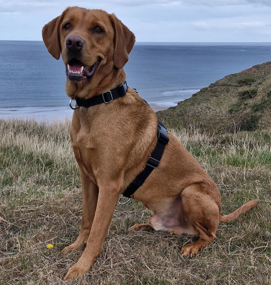 red fox labrador wearing the S-K9 ChestCollar sitting on coastal grass with the sea and cloudy sky behind.